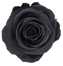 블랙 검정색 장미 꽃말