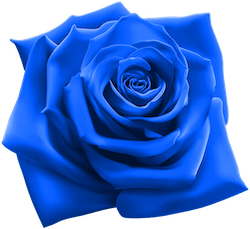 파란 장미 꽃말