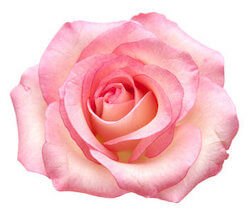 장미 색깔 별 꽃말 의미 분홍 핑크 장미
