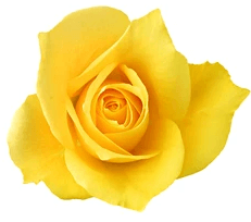 노란 장미 색깔 별 꽃말 의미