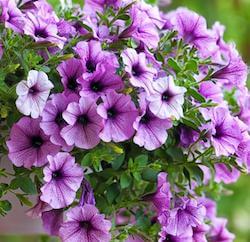 보라색 꽃 페톤니아