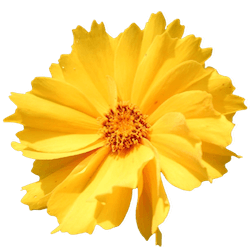 금계국 노란색 꽃