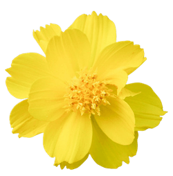 노란 꽃 종류 코스모스