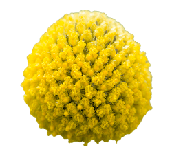 크라스페디아 노란색 꽃