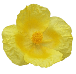 양귀비 노란색 꽃
