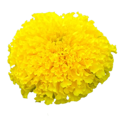 금잔화 노란색 꽃