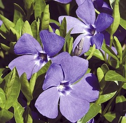보라색 꽃 종류 빈카꽃