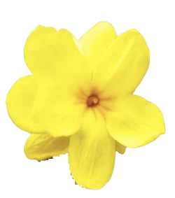 노랑자스민 꽃