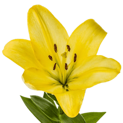 노란색 꽃 백합