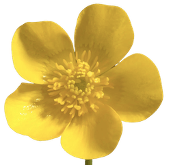 미나리아재비 노란색 꽃