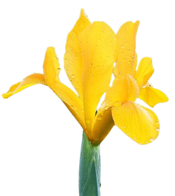 노란 꽃 종류 아이리스