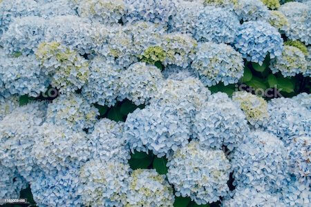 파란색 수국의 꽃말