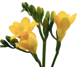 노란 꽃 종류 프리지아