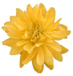 황매화 노란 꽃