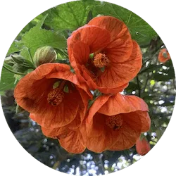 주황색 꽃 종류