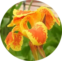 주황색 꽃다발 칼라릴리
