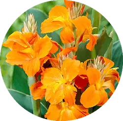 주황색 꽃다발 