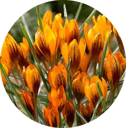 주황색 꽃다발