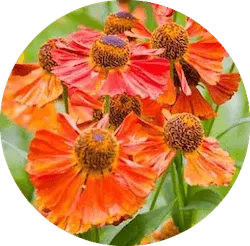 주황색 꽃 종류