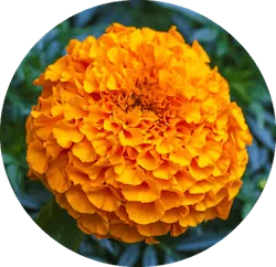 주황색 꽃다발 마리골드