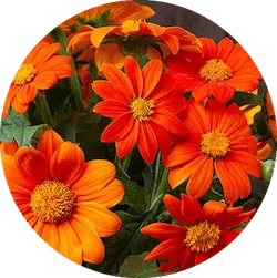 주황색 꽃 종류 