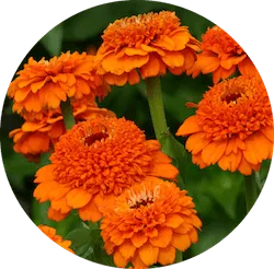 주황색 꽃 종류 백일초