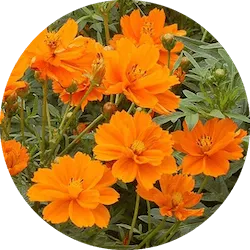 주황색 꽃다발 코스모스